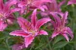 9 Types of Garden Lilies to Grow in Your Garden