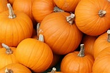 File:Bake these (pumpkins in Toronto).jpg - Wikimedia Commons