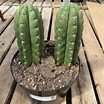 San Pedro Cactus (Trichocereus Pachanoi) – Tropicals/Houseplants ...