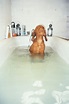 "Kubrick the Dog": Der Modell-Hund | ZEITmagazin