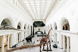 The Field Museum of Natural History · Sites · Open House Chicago