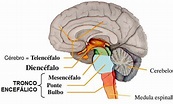 Tronco encefálico - Anatomia e função do tronco cerebral