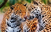 jaguares casal wildcat-Animal HD foto papel de parede Visualização ...