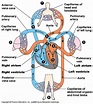 The Heart and Blood Flow - Blood and the Cardiovascular System