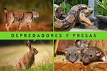 Depredadores y presas: ejemplos y características - Resumen y fotos