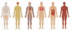 The Human Body: Anatomy, Facts & Functions | Live Science