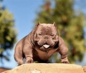 THE EXOTIC BULLY. AND THE “CLEAN EXOTIC” | by BULLY KING Magazine ...