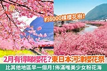 日本好去處：【2月有得睇櫻花？東日本河津櫻花祭 比其他地區早一個月！佈滿唯美少女粉花海】 - 新浪香港