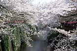 日本春季賞櫻》賞櫻最人氣景點「目黑川」：美麗之外的溫暖心意-風傳媒