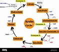 Ciclo de Krebs o ciclo de ácido cítrico.Diagrama químico del ciclo de ...