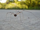 Daddy Long Legs Photo by Emily Walls — National Geographic Your Shot ...