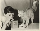 Mouschi, the tabby cat who lived in the Secret Annexe of Anne Frank's ...