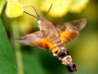 Kolibri-Schwärmer / Thailand - Schmetterlinge (Lepidoptera) - ACTIAS