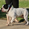 Olde English Bulldogges Breeder - Evolution Bulldogges