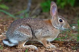 eastern cottontail ss - Meigs Point Nature Center