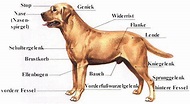 Der Körperbau des Hundes - Profi Hundeerziehung 300+ Knochen