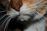 Babeo de gatos: causas, síntomas y tratamiento 2023