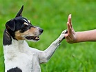 Three Fun Tricks to Teach Your Dog