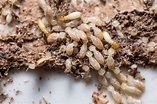 Signs of Termites in Drywall and How to Repair It Effectively