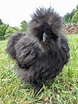 Silkie Chickens: Breed Profile - The Greenest Acre