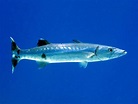 File:Sphyraenidae - Sphyraena barracuda (Great barracuda).JPG ...