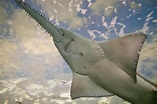 Nine Interesting Facts About Sawfish