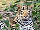 Foto profissional gratuita de África, animais selvagens, animal