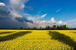 Yellow flower fields in Ukraine image - Free stock photo - Public ...