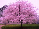 Free photo: Cherry Blossom Tree - Blooming, Blossoms, Cherry blossom ...