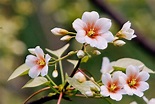 油桐花的花语是什么？油桐花的寓意和象征-花卉百科-中国花木网