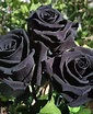 Pin by Sarvi on Plants | Black rose flower, Black rose seeds, Beautiful ...