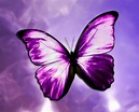 Purple Butterflies ♡ - Butterflies Photo (35243884) - Fanpop