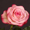 5 varietà di rose da conoscere | Deabyday