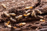 Major Difference Between Drywood and Subterranean Termites? - Houseman ...