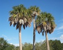 Sabal palmetto - Wikipedia