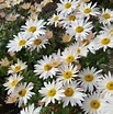 Chrysanthemum 'Elaines Hardy White' | Farmyard Nurseries