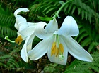 Lilium candidum (Madonna Lily) - World of Flowering Plants