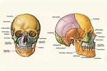 Huesos de la cabeza y el cráneo: anatomía, funciones y características