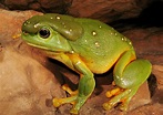 Australian Amphibians List with Pictures & Facts: The Amazing Frogs of ...