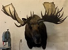 Old Bull Moose F/S | Alaska Wilderness Arts and Taxidermy