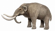 Dwarf Island Mammoth (Mammuthus exilis) (With images) | Elephant ...