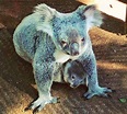 How Long Do Baby Koalas Stay In The Pouch - PAROTE