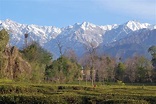 Visit Palampur: 2020 Travel Guide for Palampur, Himachal Pradesh | Expedia