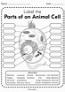 Parts Of A Cell Worksheet