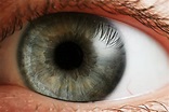 File:Eye iris.jpg - Wikipedia