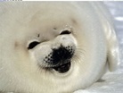 seals sounds: Baby seal screams video - Strange Sounds