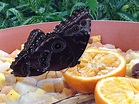 Kostenlose Bild: Lebensmittel, Schmetterling, Insekt, Tier