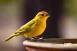 Canary Care Guide - Types, Lifespan & More » Petsoid