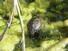 Freilebende Schildkröten in der Wiener Lobau - Donaustadt