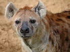 File:Hyena.jpg - Wikimedia Commons